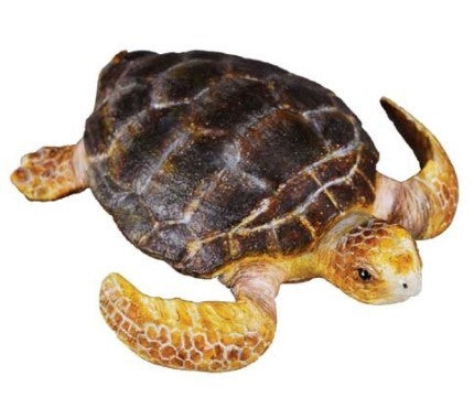 LOGGERHEAD TURTLE M