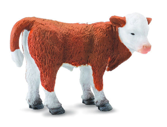 HEREFORD CALF STANDING