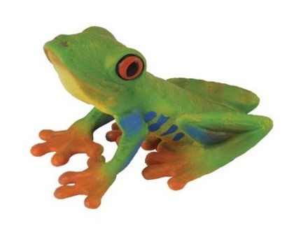 RED-EYED TREE FROG M