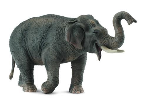 ASIAN ELEPHANT