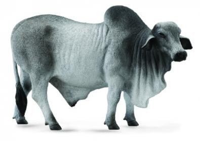 BRAHMAN BULL GREY