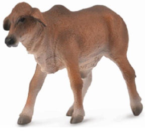 BRAHMAN CALF RED