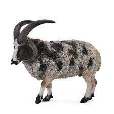 JACOB SHEEP-L