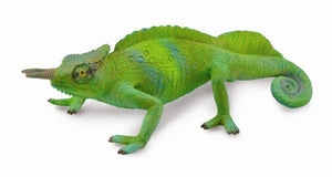 CAMEROON SAILFIN CHAMELEON